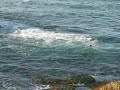 Seals at La Jolla Seals at La Jolla