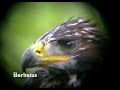 Aguila-real-Aquila-c
