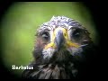 Aguila real - Aquila chrisaetos Aguila real - Aquila chrisaetos
