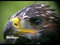 Aguila-real-Aquila-c
