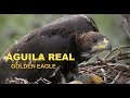 Aguila real - Aquila chrisaetos