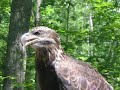 Immature Bald Eagle maine Wildlife Park Gray Immature Bald Eagle maine Wildlife Park Gray