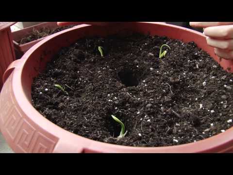 how to harvest garlic uk