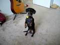 Sausage McDog . . . . . Rocco