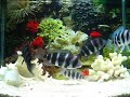 ?????? Cyphotilapia frontosa ?????? Cyphotilapia frontosa