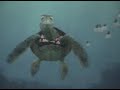 Turtle Talk with Crush - Epcot Turtle Talk with Crush - Epcot