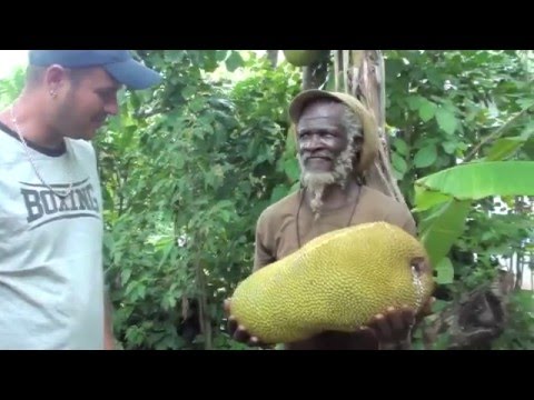 EL SIERVO Y OBA SIMBA – «JAMAICA NICE» [Videoclip]