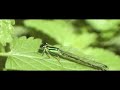 Male Eastern forktail Damselfly