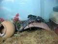 cavimanus mating