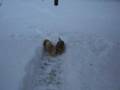 Snow fun for dogs