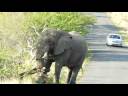 Elefante en Imfolozi