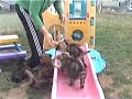 German Shepherd Puppies E-Litter German Shepherd Puppies E-Litter