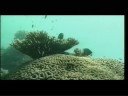 Bahamas Travel Doc - Part 09