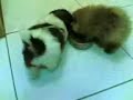 cute puppies : shih tzu vs pomeranian