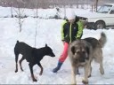 sarplaninac