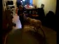 my son and the dog my son and the dog