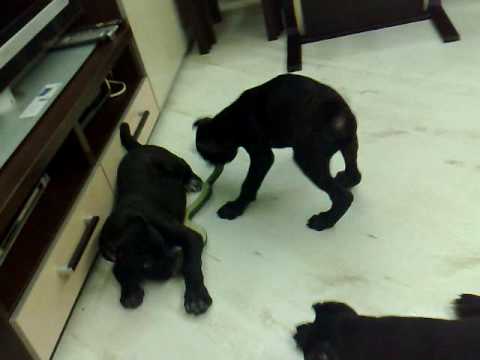 cane corso