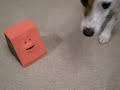 20090221 Jack Russell Terrier vs Facebank