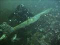 videos de Seaplane Discovery in Battle Harbour