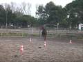 �thologie, �quitation �thologique, cheval libert�,  bruno marchal, montpellier, m�thode naturelle, chevaux