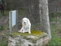 �thologie, �quitation �thologique, cheval libert�,  bruno marchal, montpellier, m�thode naturelle, chevaux