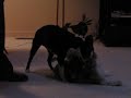 Wilson the crazy dog 4