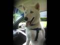 videos de My crazy dog