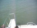 South Padre Island-Dolphin Watch (2)