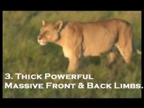 lioness