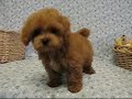 Tiny Toy Poodle... wow wow wow