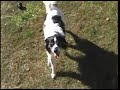 Remy Needs a Home