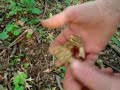 Morel Mushrooms in s.e. MN Part 3
