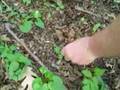 Morel Mushrooms in s.e. MN Part 3