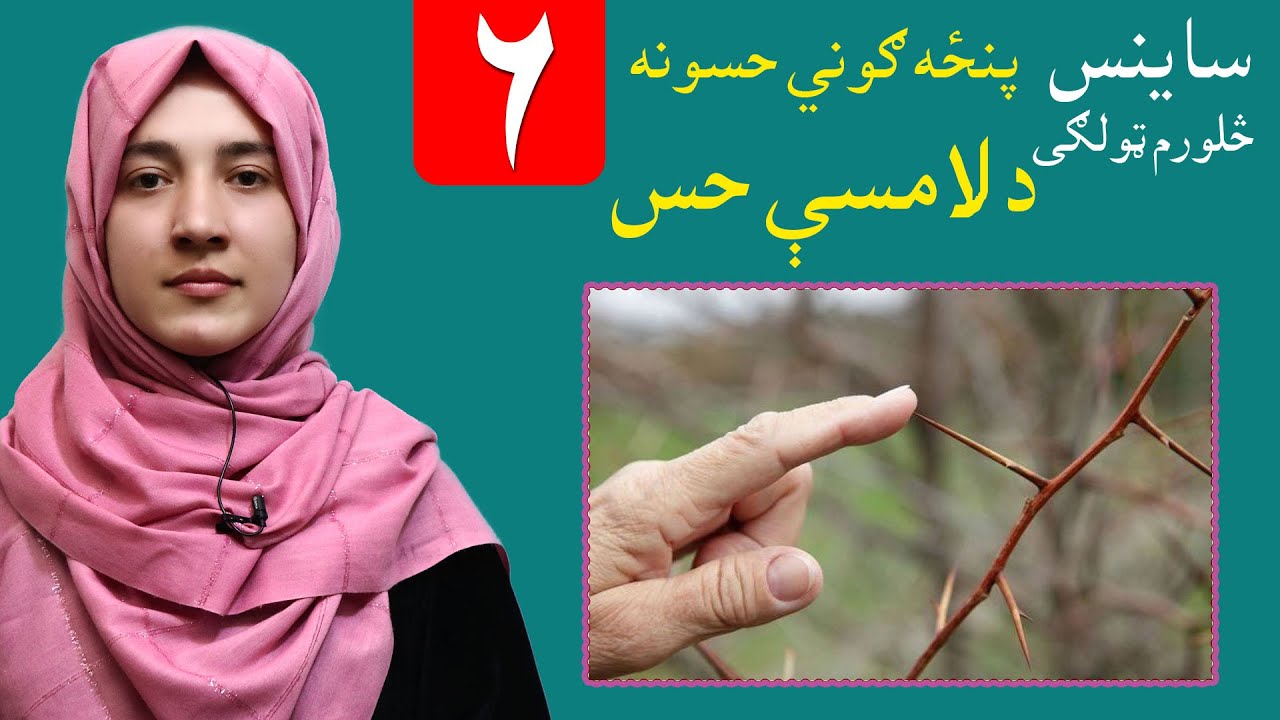 LESSON 6 _ Grade 4 SCIENCE / شپږم لوست ـ د ساینس مضمون ـ څلورم ټولګی