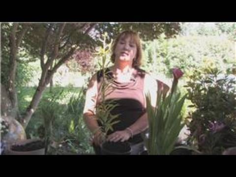 how to replant easter lily bulbs