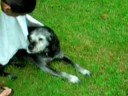 Roswell the worlds friendliest dog