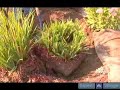 Tips for Removing Irises from Dirt Tips for Removing Irises from Dirt