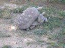 uuuuhhhh uuhhhh tortugita mmm dame papi uuuuhhhh uuhhhh tortugita mmm dame papi