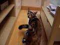 funny angry cat