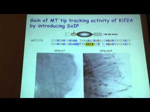 Michel Steinmetz – Molecular mechanisms of microtubule tip tracking