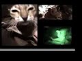 el gato loco