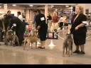 Eukanuba Dog Show Weekend July 18 2008