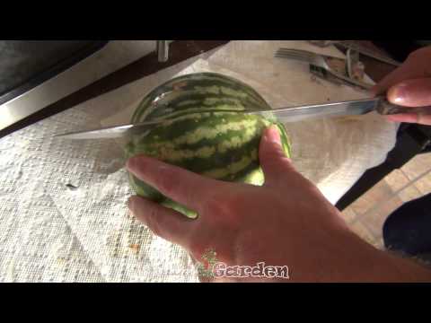 how to harvest watermelon seeds
