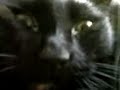 Brushing the Cat