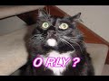Click here to watch this video Top 10 Internet Memes and Phenomena - listverse lists