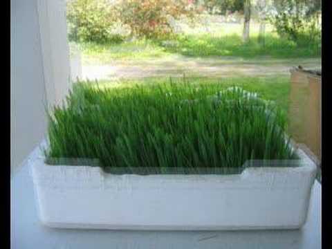 growing wheat grass in trays
