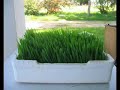 growing wheat grass in trays growing wheat grass in trays