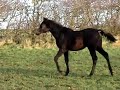 Shah Cidon BLACK Arabian colt by Salling Arabians DK.MPG Shah Cidon BLACK Arabian colt by Salling Arabians DK.MPG
