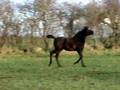 Shah Cidon BLACK Arabian colt by Salling Arabians DK.MPG