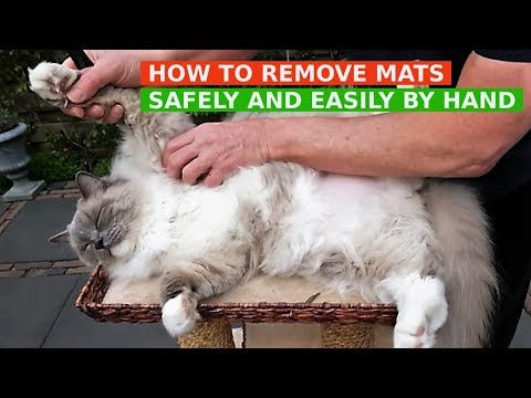 How to Remove Mats from Cat's Fur Safely and Easily by Hand (Bowie The Ragdoll Cat)